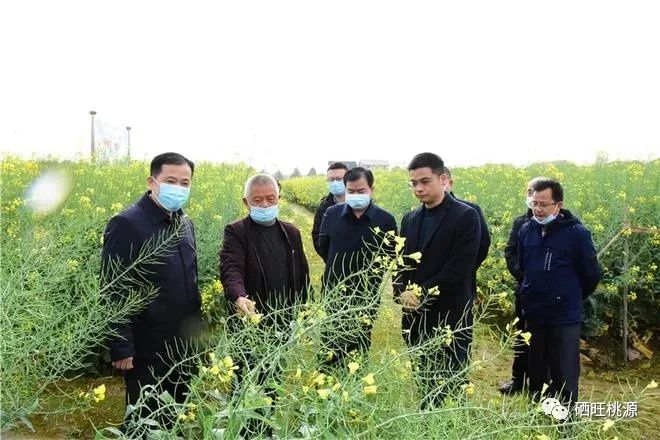 縣人大常委會主任江志暉帶隊調(diào)研富硒油茶、油菜高產(chǎn)技術(shù)